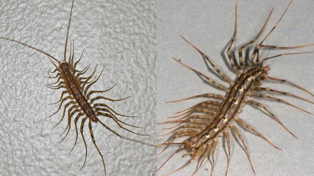 Reasons Why You Should Never Get Rid Of House Centipedes