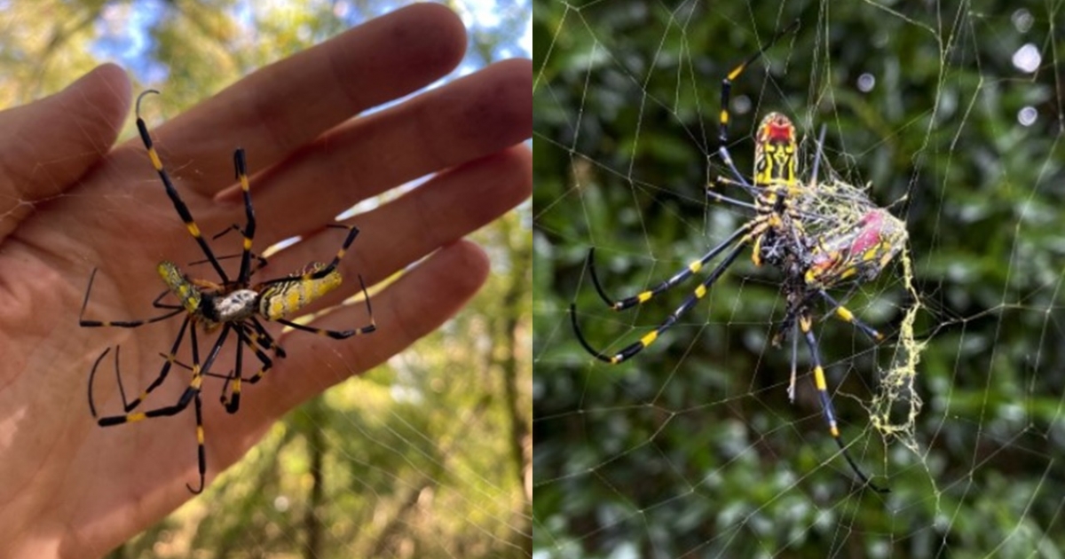 East Coast faces to invasion of giant venomous flying spiders with 4 ...