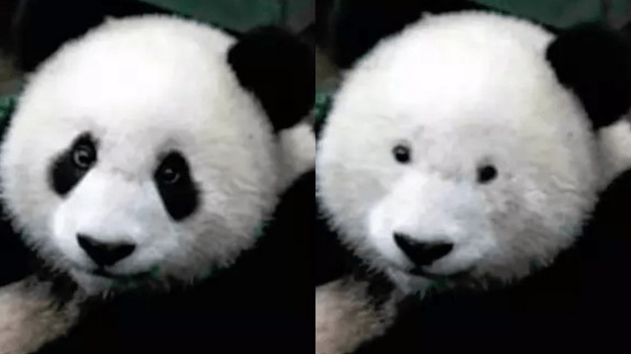 15 photos that prove pandas are the cutest animals