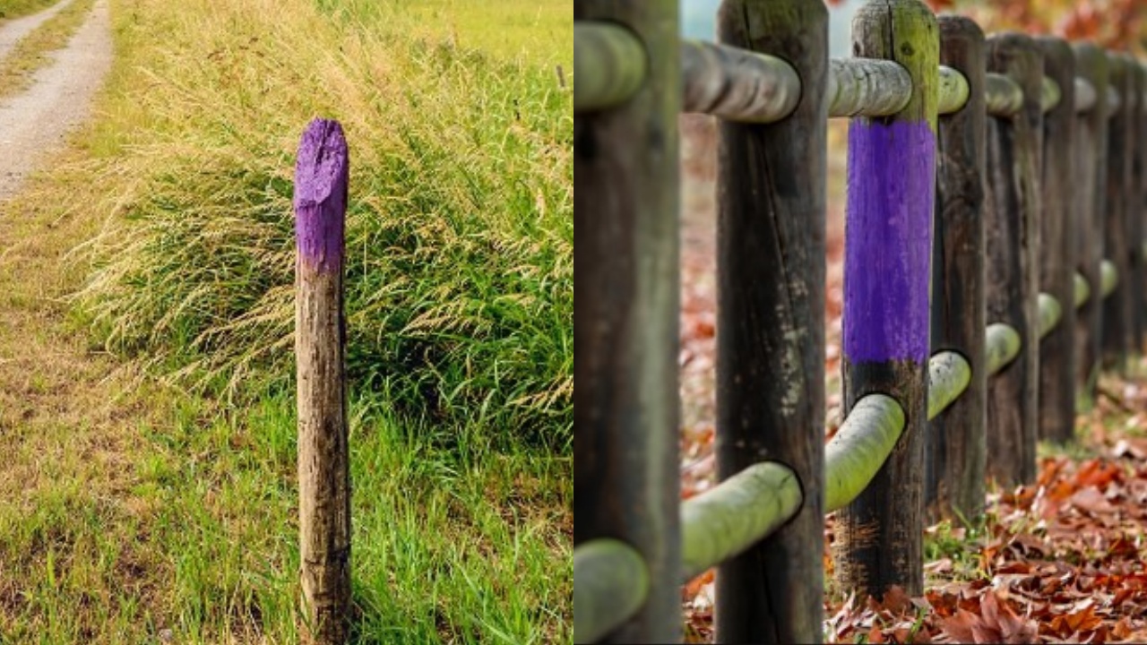 People are just learning true meaning of painted purple fence