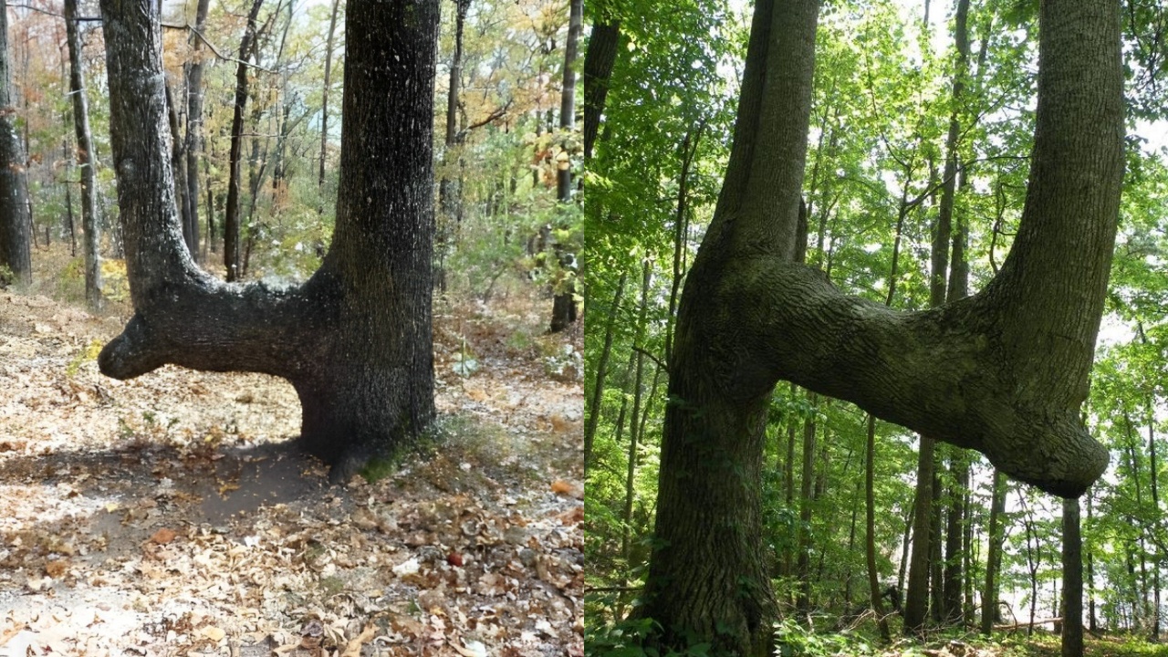 what-is-the-meaning-behind-bent-trees-in-the-forest